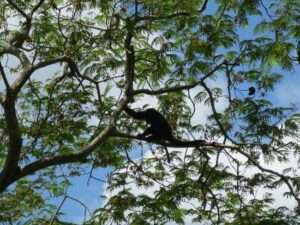 da flying frog canopy