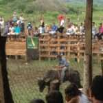 Rodeos, Greasy Pole, Greasy Pig, Tona’s & fun June Activities