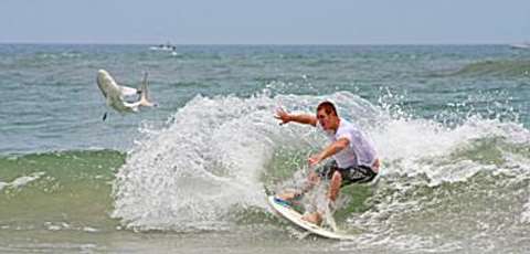 shark-wave
